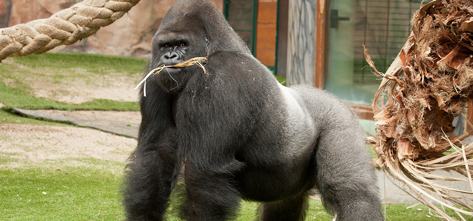 gorilla