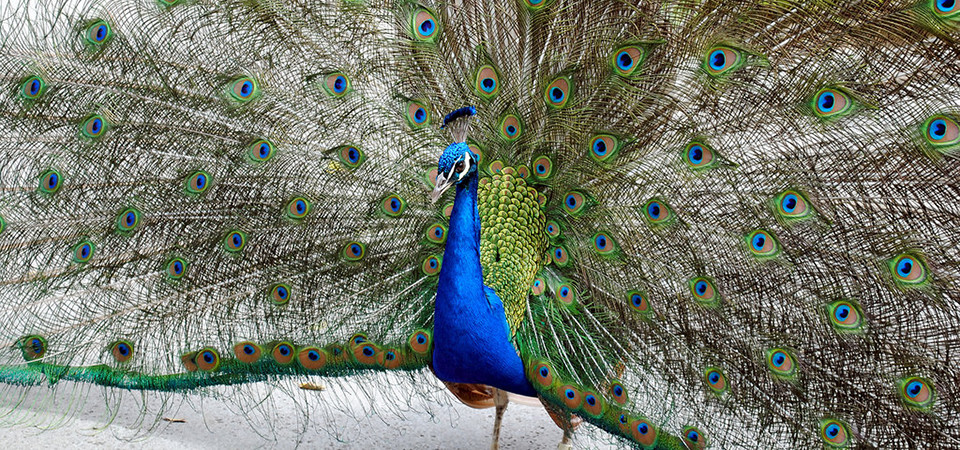 peacock
