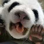 panda bear cub
