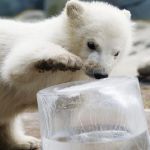 polar bear cub