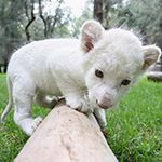 white lion cub